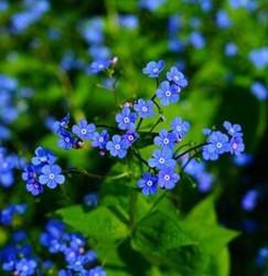 Non ti scordare di me Caucasica (Brunnera Macrophylla) (Confezione da 6)
