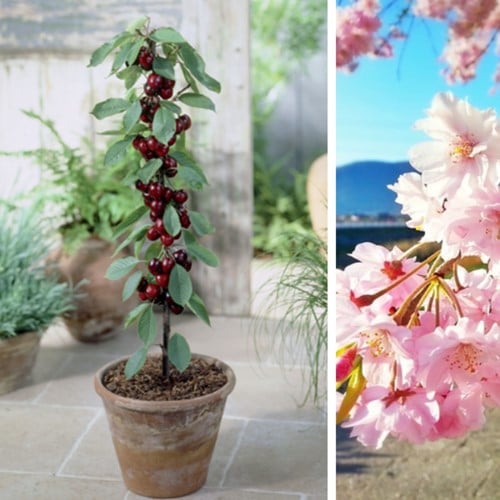 Ciliegio Sylvia - Prunus Avium