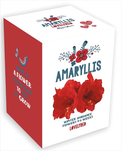 Kerstmis Amaryllis Rood