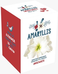 Amaryllis di Natale Bianca