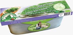 Kit germinatoio Crescione Dei Giardini o Crescione Inglese (Semi Biologici)