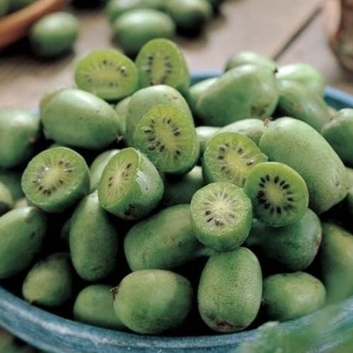 Mini Kiwi - Actinidia arguta issai