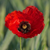 Papavero semi - Papaver-2