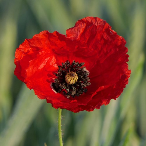 Papavero semi - Papaver-2
