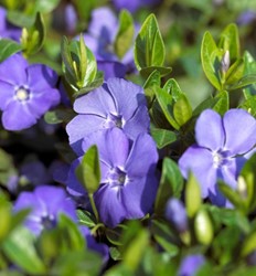 Pervinca Minore (Vinca minor)