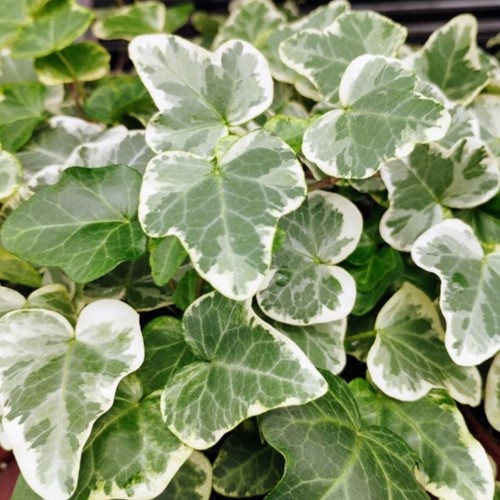 Edera Glacier - Hedera Helix (Confezione da 6)