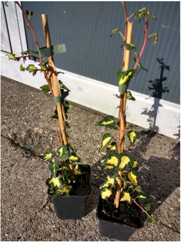 Hedera Helix Goldheart - Common Ivy C2-2