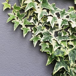 Hedera Helix Goldheart - Common Ivy C2