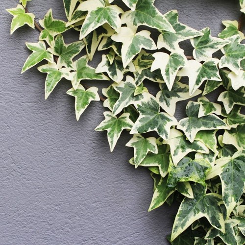 Hedera Helix Goldheart - Common Ivy C2