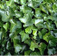 Edera Woerner - Hedera Helix