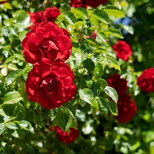 Rosa Rampicante Paul’s Scarlet