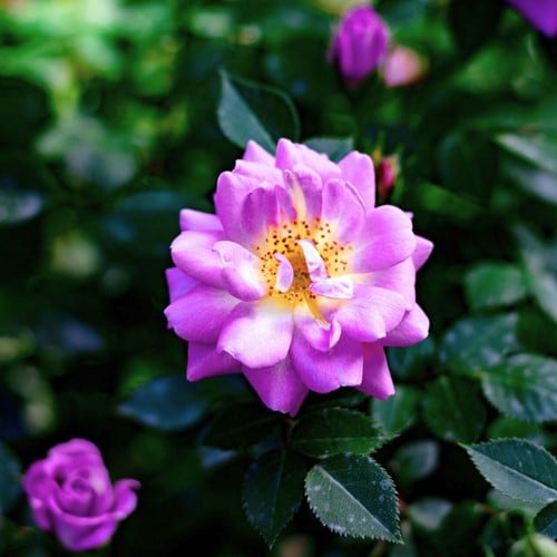 Rosa Rampicante Veilchenblau - Rosaio