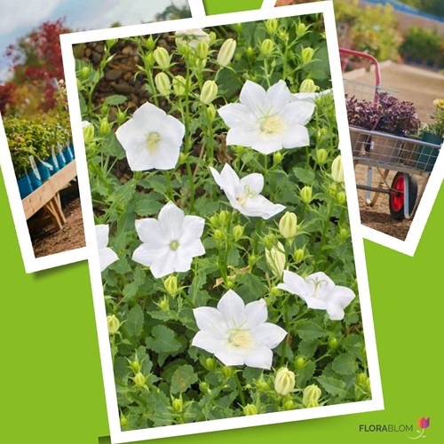 Bucaneve 'White Clips' (Campanula Carpatica) Confezione da 6