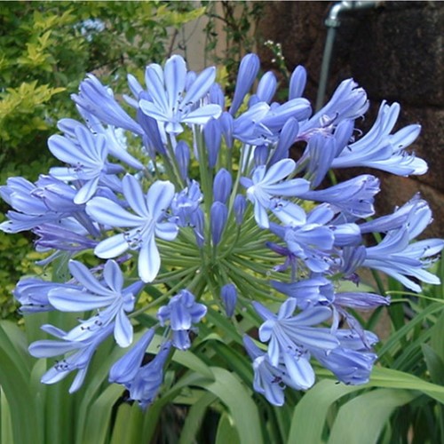 Agapanthus Blue Umbrella - Agapanthus africanus