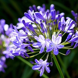 Agapanthus Blu - Promo Pack XL