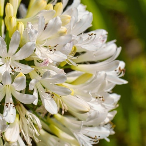 Agapanthus umbellatum White - Agapanthus Bianco