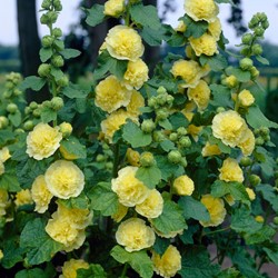 Malvarosa doppio giallo - Alcea rosea Charter's Double Yellow