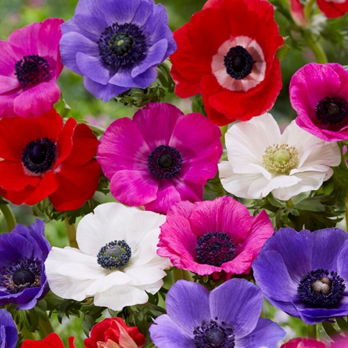 Anemone De Caen Mix - Anemone coronaria