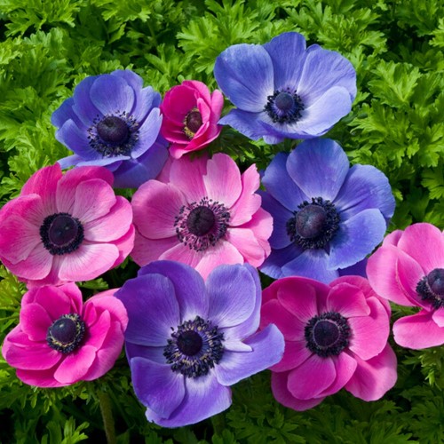 Mix di Anemone in Viola e Rosa (Anemone Coronaria)