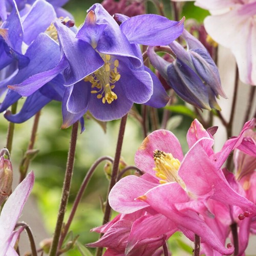 Aquilegia Mix (Confezione da 6)