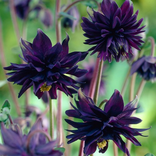 Aquilegia Black Barlow - Colombina