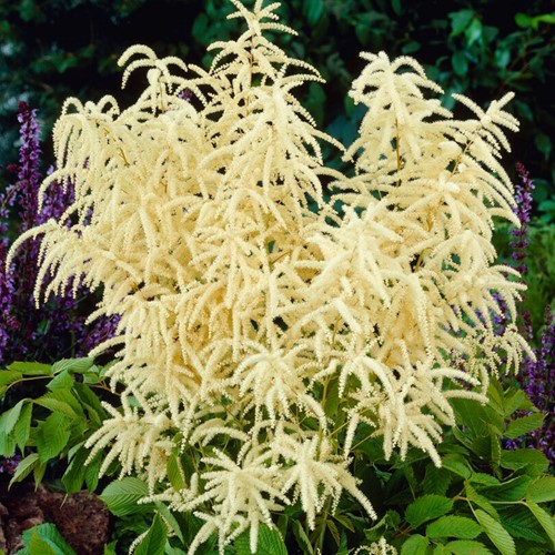 Aruncus dioicus - Barba di capra
