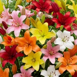 Mix di Gigli Asiatici (Confezione Grande)