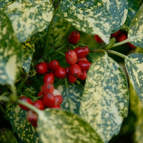 Alloro Giapponese Crotonifolia - Aucuba japonica