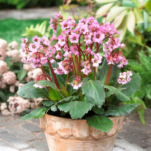 Bergenia cordifolia - Fior di san Giuseppe