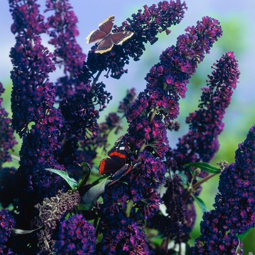 Buddleja davidii Black Knight - Albero delle farfalle