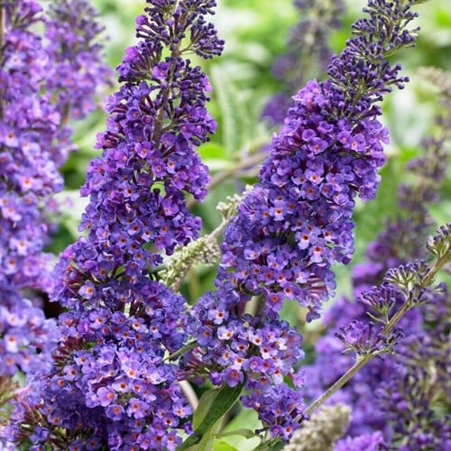 Albero delle Farfalle 'Empire Blue' - Buddleja davidii