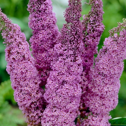 Buddleja davidii Ile de France - Albero delle Farfalle