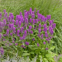 Mentuccia Blue Cloud – Calamintha