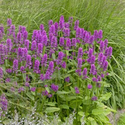 Mentuccia Blue Cloud – Calamintha