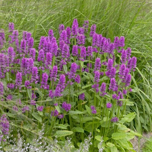 Mentuccia Blue Cloud – Calamintha