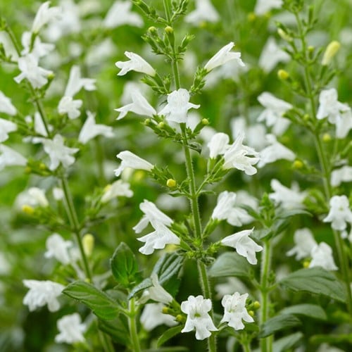 Mentuccia ‘Marvelette White’ - Calamintha