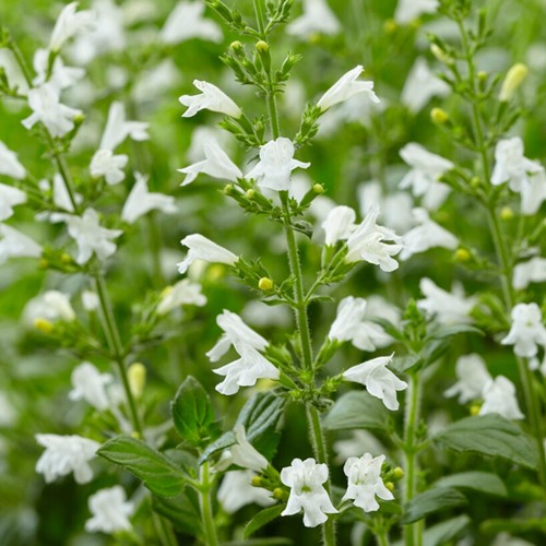 Mentuccia ‘Marvelette White’ - Calamintha (Confezione da 6)