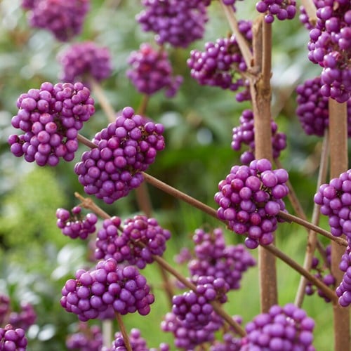 Callicarpa bodinieri Profusion