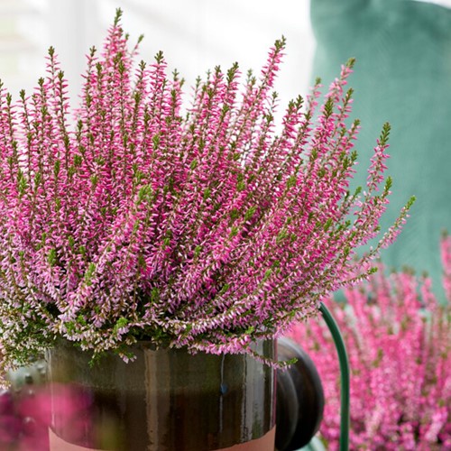 Brugo (Erica) - Calluna vulgaris (Confezione da 6)