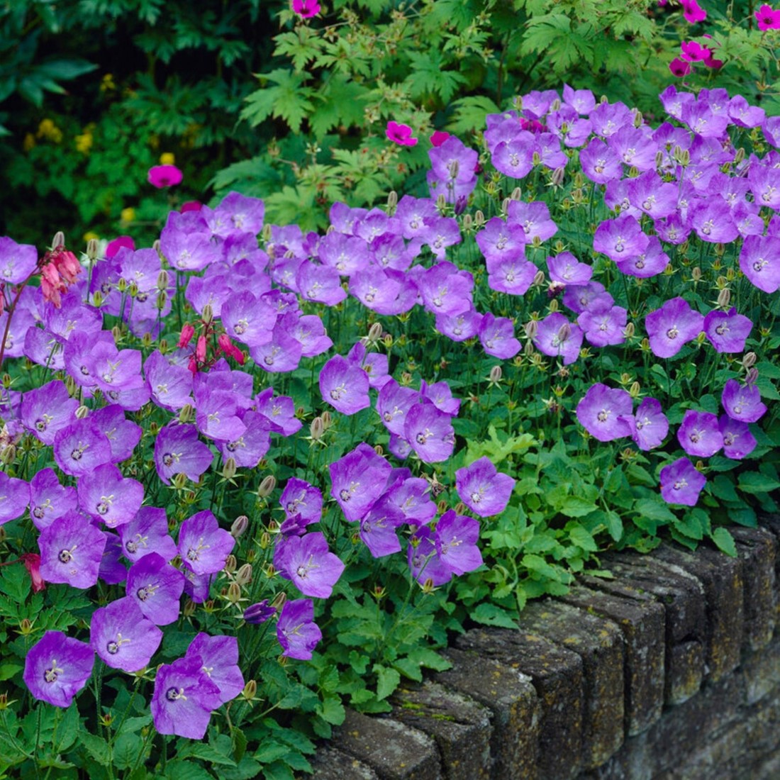 Campanula carpatica – Plantentuin