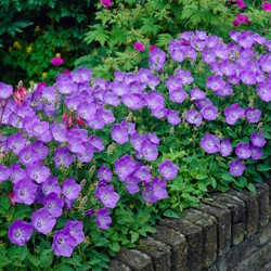 Bucaneve Blue Clips - Campanula Carpatica (Confezione da 6)