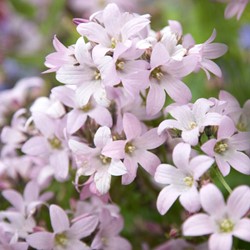 Campanula lactiflora Loddon Anna (pianta da vaso)