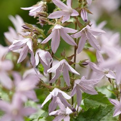 Campanula Lisduggan Variety - Campanula poscharskyana
