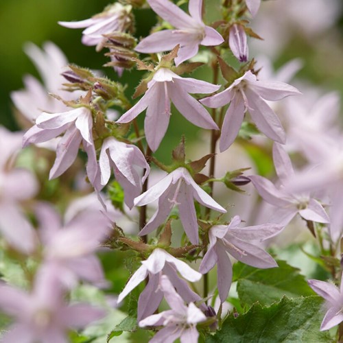 Campanula Poscharskyana 'Lisduggan Variety'