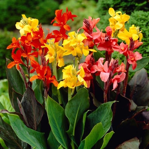 Assortimento di Canna