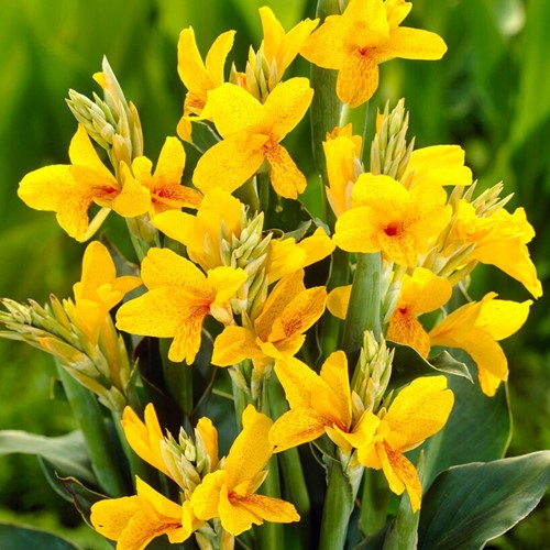 Canna Gialla