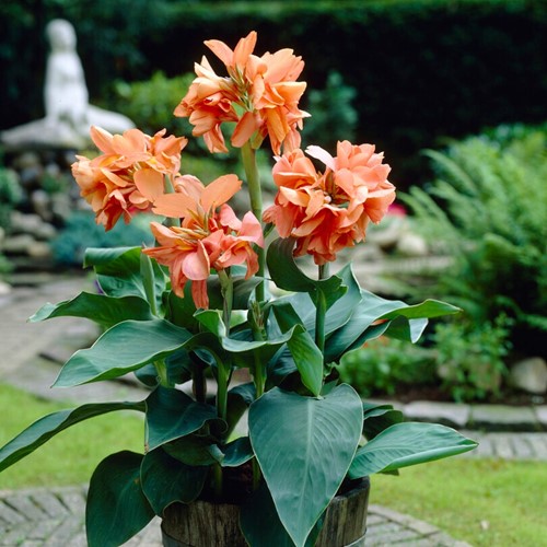 Canna Wyoming Arancione
