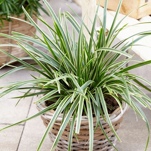 Erba Ornamentale Carice ‘Ice Dance’ - Carex Morrowii