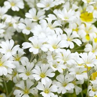 Cerastium tomentosum - Peverina tomentosa