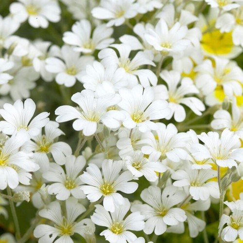 Cerastium tomentosum - Peverina tomentosa